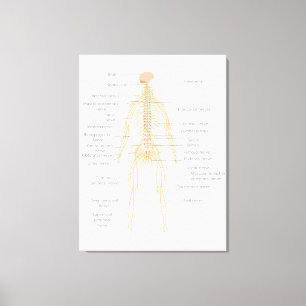 Toile Schéma du système nerveux du corps humain