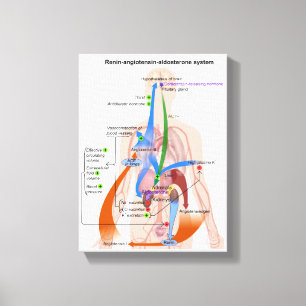 Toile Schéma du système Rénine-Angiotensine Diagramme du
