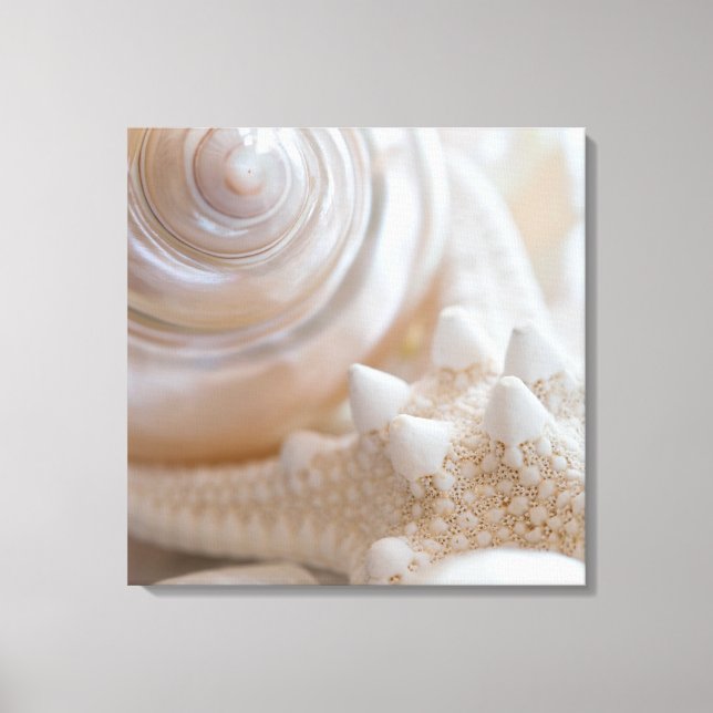 Toile Sea Shell & Starfish Arrière - plan - Beach Shells (Recto)