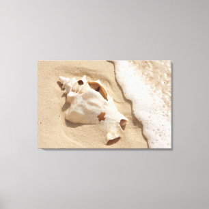 Toile Seashell   Grand Turk Caribbean Island