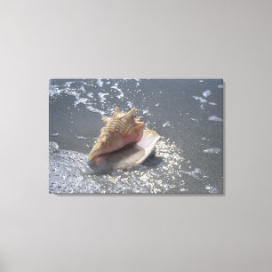 Toile Seashell   Sanibel Island, Floride