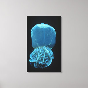 Toile Séléniite forme de Gypsum, un pho minéral fluoresc