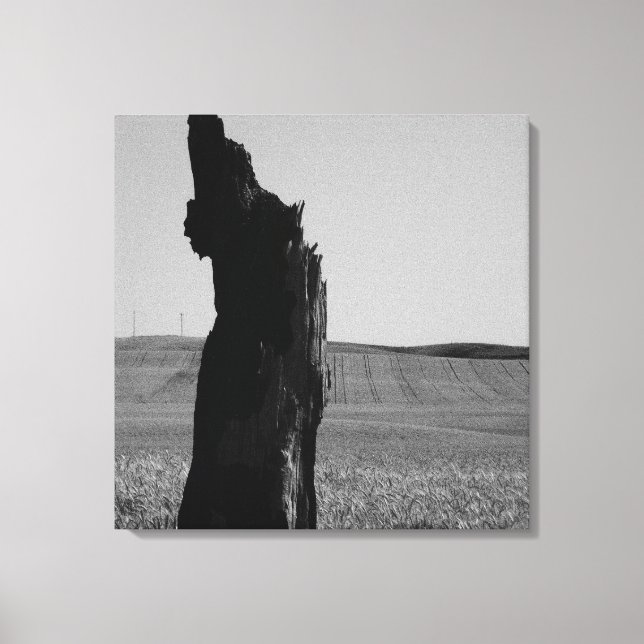 Toile Sentinal (Recto)