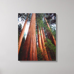 Toile Séquoia séquoia