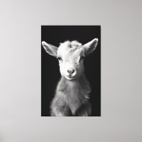 Serene Monochromatic Portrait de chèvre de bébé