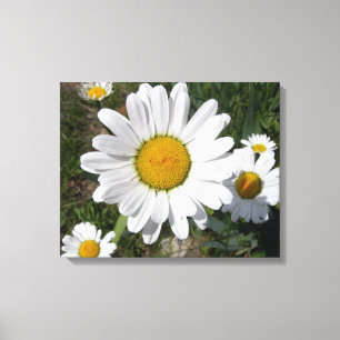 Toile Shasta Daisy (Chrysanthemum maximum)