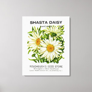 Toile Shasta Daisy Vintage semis