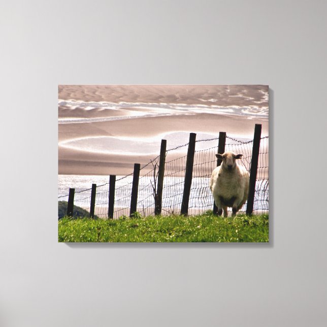 TOILE SHEEP (Recto)