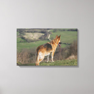 Toile Shephard allemand regardant la colline