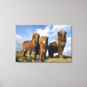 Toile Shetland Pony, îles Shetland continentales