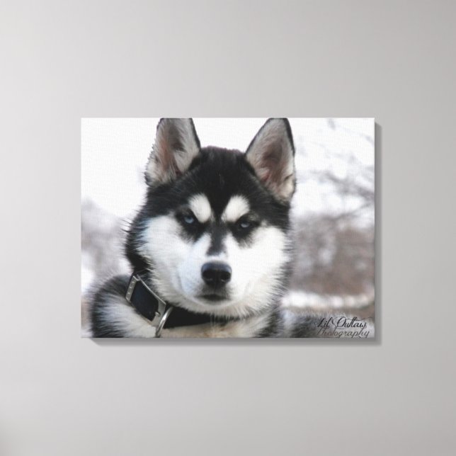Toile Siberian Husky Puppy (Recto)