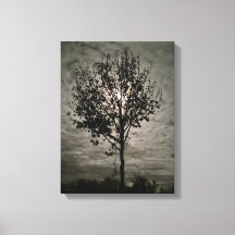 Silence Lumineux : Une Nuit de Pleine Lune
