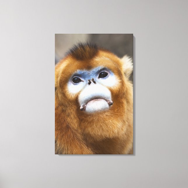 Toile Singe doré mâle Pygathrix roxellana (Recto)