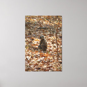 Toile Singe en saison sèche