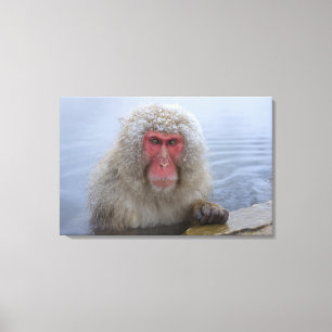 Toile Singe japonais de neige dans le hotspring