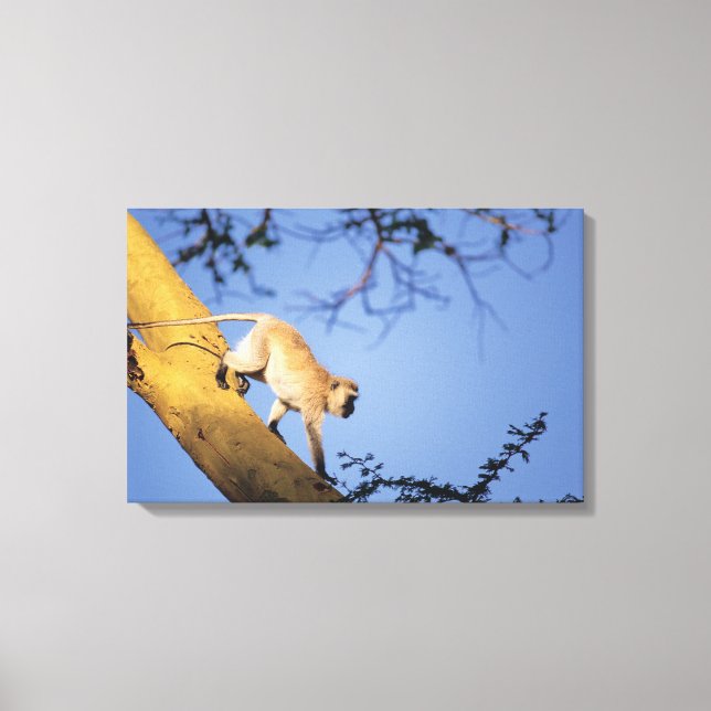 Toile Singe vervet sur branche d'arbre, Serengeti (Recto)