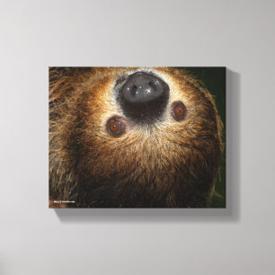 Toile Sloth à deux doigts du Sud