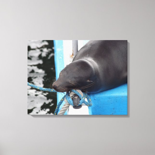 Toile Snooing Galapagos Lion de mer (Recto)