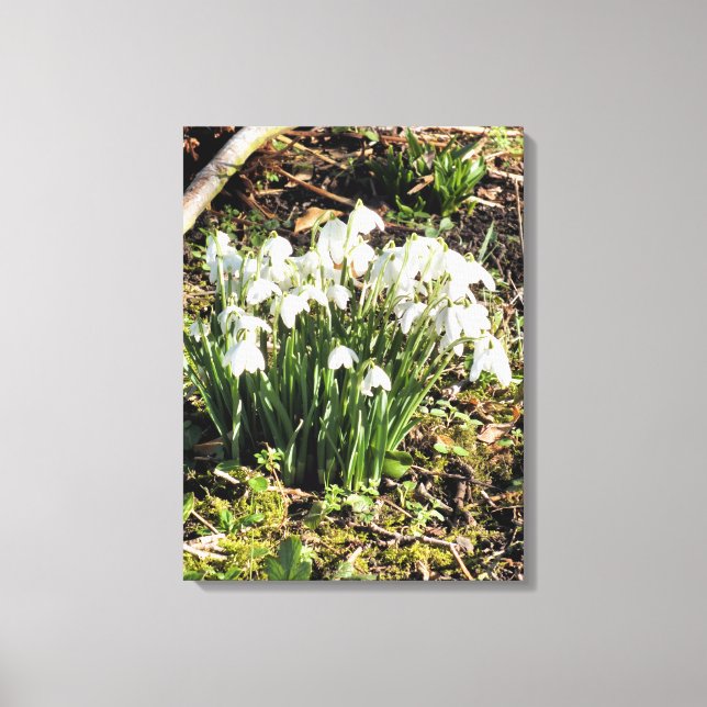 TOILE SNOWDROPS (Recto)