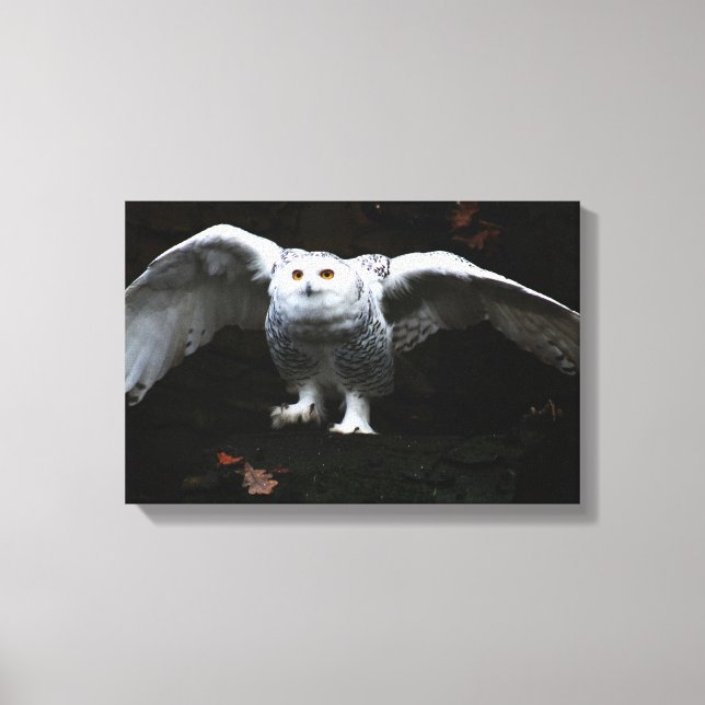 Toile Snowy Owl Open Wings 16.50x11 (41.25x27.5cm) wacm (Recto)