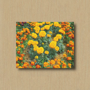 Toile Soleils et Souci bicolores dans un jardin de fleur