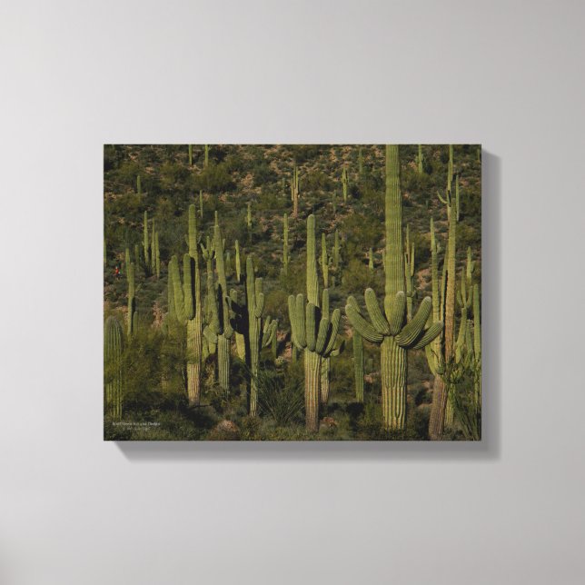 Toile Sonoran Desert Arizona (Recto)