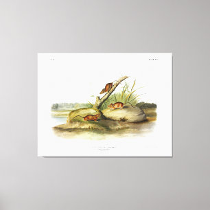 Toile Souris couleur orange (Souris dorée) par Audubon