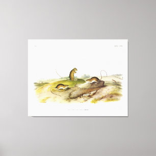 Toile Souris de saut ou souris de saut de prairie, par A