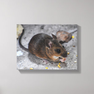 Toile Souris des bois