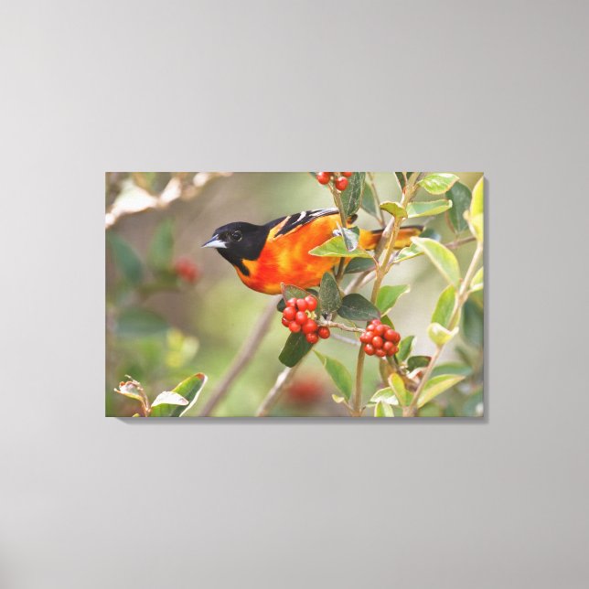 Toile South Padre Island, Texas, USA, Baltimore Oriole (Recto)