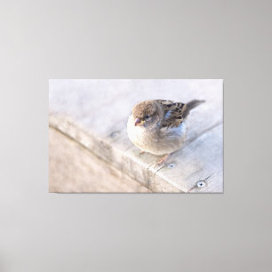 Toile Sparrow