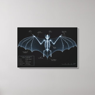 Toile Spécimen de musée de squelette de chauve-souris au
