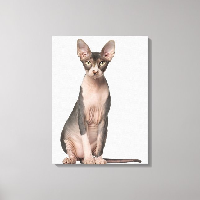 Toile Sphynx (7 months old) sitting (Recto)