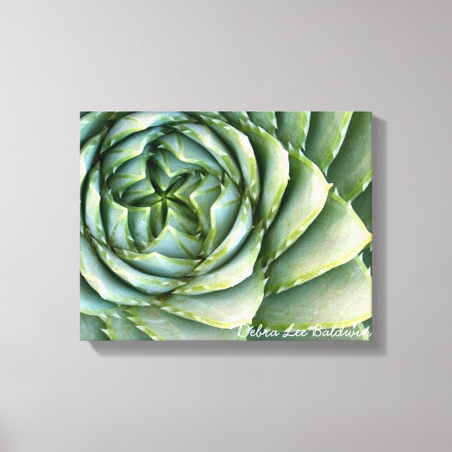 Toile Spiral Aloe photo de Debra Lee Baldwin (Recto)