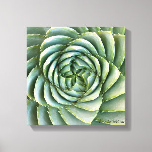 Toile Spiral Aloe photo de Debra Lee Baldwin