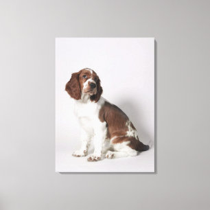 Toile Springer spaniel