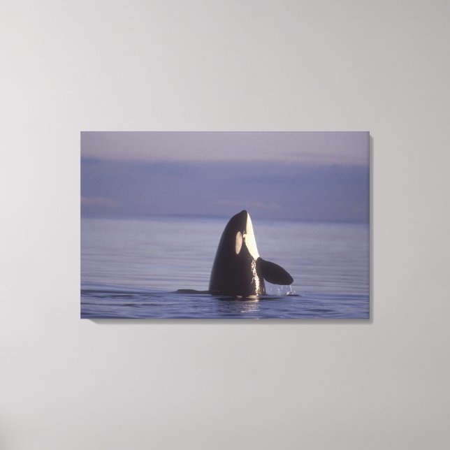 Toile Spyhopping Orca Killer Whale (Orca orcinus) près d (Recto)