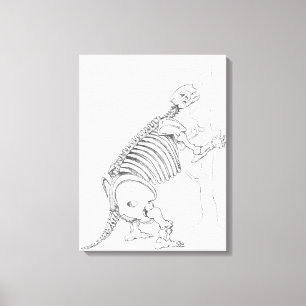 Toile Squelette d'un Mylodon