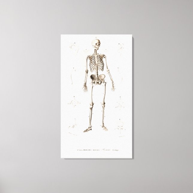 Toile Squelette humain (Recto)