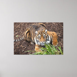 Toile Stalking Bengale Tiger Closeup Pose Canvas Art