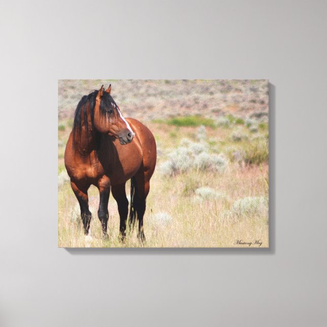 Toile Stallion américain Wild Mustang (Recto)