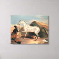Stallion arabe