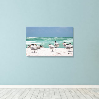 Toile Sternes de Floride sur une plage de sable blanc de