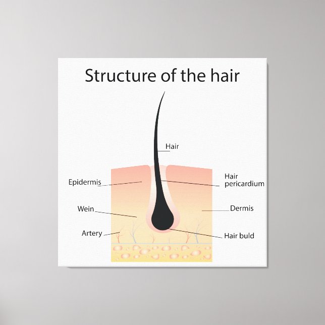 Toile Structure des cheveux (Recto)