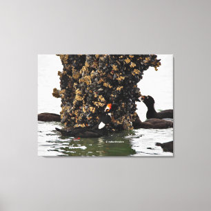Toile Stunning Surf Scoter Seaducks se nourrissant à mar