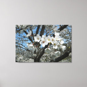 Toile Succursale de fleurs de cerisiers