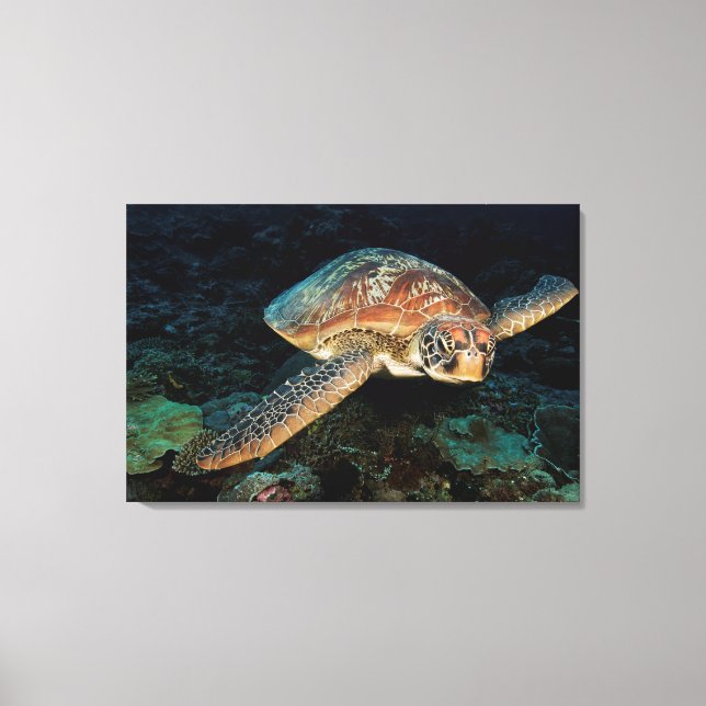 Toile Sulawesi | Tortue verte (Recto)