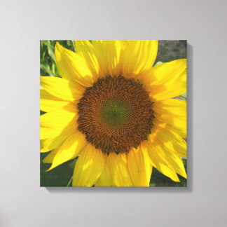 Toile Sunflower Stretched Canvas Print