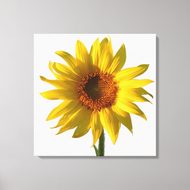 Toile Sunflower Sunshine (Recto)