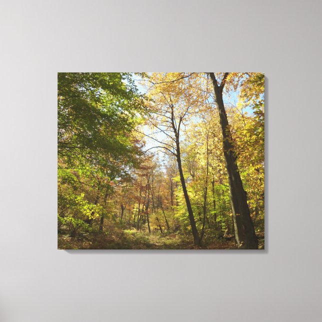 Toile Sunlit Fall Forest II Automne Paysage Photographie (Recto)